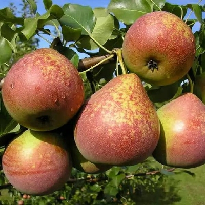 Груша Мраморная Груша Мраморная