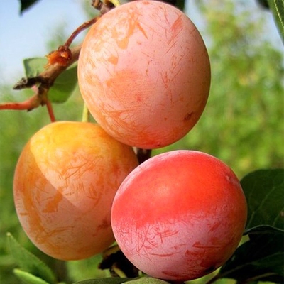 Слива Персиковая Слива Персиковая