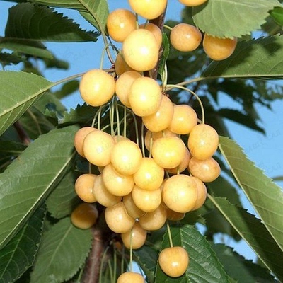 Черешня Золотистая Черешня Золотистая