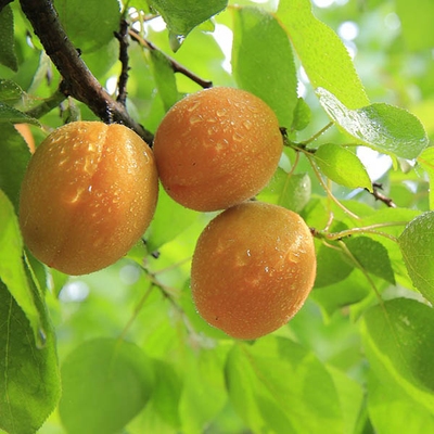 Абрикос Нежный Абрикос Нежный