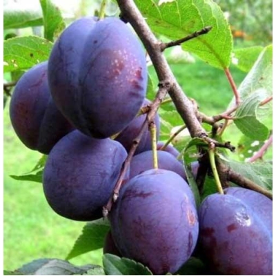 Слива Кабардинка Слива Кабардинка