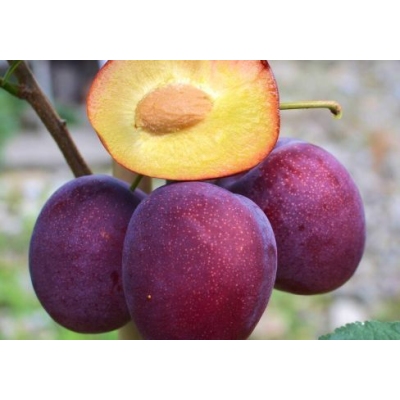 Слива Шарафуга Слива Шарафуга