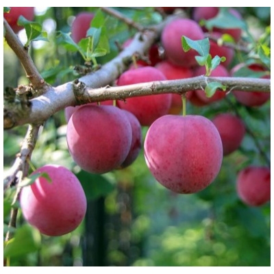 Слива-Алыча Кубанская Комета Слива-Алыча Кубанская Комета