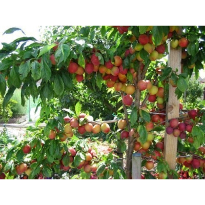 Слива Пионер Слива Пионер